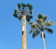Filename=DSCN3685_chino_20150105.png
Filesize=6503KiB
Dimensions=2000x1766
Date added=Jan 12, 2016 DSCN3685_chino_20150105.png