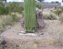 Filename=cells.fountainhills.larson_cactus.20050823.P1010017.jpg
Filesize=1184KiB
Dimensions=1804x1404
Date added=Aug 24, 2005 cells.fountainhills.larson_cactus.20050823.P1010017.jpg