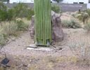 cells.fountainhills.larson_cactus.20050823.P1010017.jpg