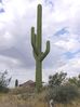 cells.fountainhills.larson_cactus.20050823.P1010021.jpg