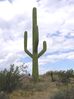 Filename=cells.fountainhills.larson_cactus.20050823.P1010026.jpg
Filesize=977KiB
Dimensions=1712x2288
Date added=Aug 24, 2005 cells.fountainhills.larson_cactus.20050823.P1010026.jpg