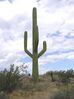 cells.fountainhills.larson_cactus.20050823.P1010026.jpg