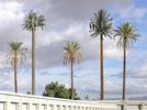 Filename=cells.palmdesert.palmtrees.jpg
Filesize=531KiB
Dimensions=2133x1588
Date added=Oct 19, 2004 cells.palmdesert.palmtrees.jpg
