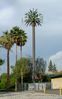 Filename=ontario.2palms.beforeaddon.DSC01853.jpg
Filesize=119KiB
Dimensions=488x777
Date added=Sep 26, 2004 ontario.2palms.beforeaddon.DSC01853.jpg