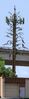 Filename=westale.caltrans.PA170033.jpg
Filesize=585KiB
Dimensions=428x1464
Date added=Oct 17, 2004 westale.caltrans.PA170033.jpg