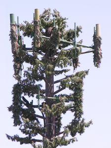 So-So Sprint Monopine Close-up
This is a close-up of the panel array located at Sprint's monopine, located in Corona, California, is a good example of what happens when the antenna array extends past the branches.  Also note the degraded and falling-off panel covers (socks).  This site is now managed by TowerCo.
Keywords: sprint corona monopine socks towerco