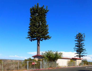 AT&T's Upgraded Tree at Camp Pendleton Rest Stop
AT&T has just upgraded this monopine site to 4G and materially improved the camouflage.  Much better than before.  N/B I-5 at the rest stop.   Note the camo around the microwave antenna.
Keywords: AT&T camp pendleton monopine microwave