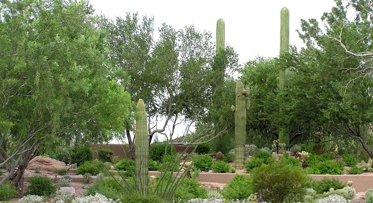 Two Cacti Site - Eagle Mountain Golf Course and Inn
Here are two more cellular cacti, both manufactured by Larson-USA (utilitycamo.com).  The landscaping at this site is nothing less than outstanding.  It's very difficult to photograph either of the cacti in a full frame given the landscaping.  If you didn't know it was there...you wouldn't know it was there!  Way to go, Sprint!
Keywords: cactus eagle mountain arizona larson-usa larson Sprint