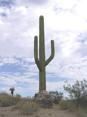 Faux Cactus, Faux Rock
The faux rock on the bottom center of the cell cactus hides the cable entry into the Saguaro cactus design.   Larson-USA design.
Keywords: cactus fountain hills arizona larson-usa larson cingular faux rock