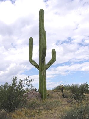 Okay, so what's with the Rock?
The faux rock on the left, bottom of the cell cactus hides the cable entry into the Saguaro cactus design.  It blends in quite nicely.  Larson-USA design.
Keywords: cactus fountain hills arizona larson-usa larson cingular