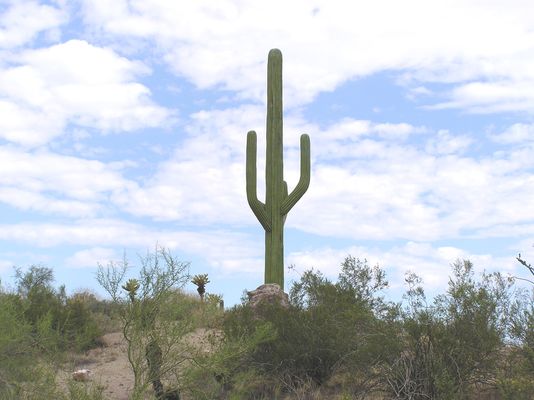 Saguaro Rocks!
Yet another photo of Larson-USA's Fountain Hills, Arizona site for Cingular.
Keywords: cactus fountain hills arizona larson-usa larson cingular