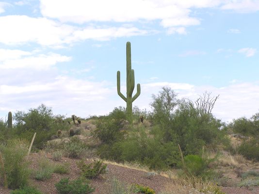 Cellular Cactus
Fountain Hills, Arizona.  Camo design manufactured by Larson-USA (utilitycamo.com).  Look at the other cactus photos in this gallery.
Keywords: cactus fountain hills arizona larson-usa larson