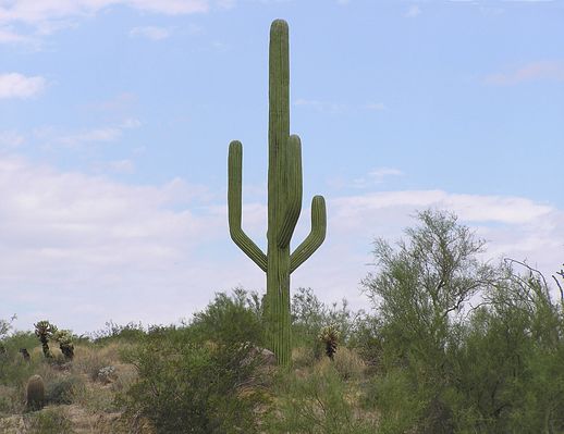 Yup. It's a cell site!
Fountain Hills, Arizona.  Camo design manufactured by Larson-USA (utilitycamo.com).  Look at the other cactus photos in this gallery.
Keywords: cactus fountain hills arizona larson-usa larson