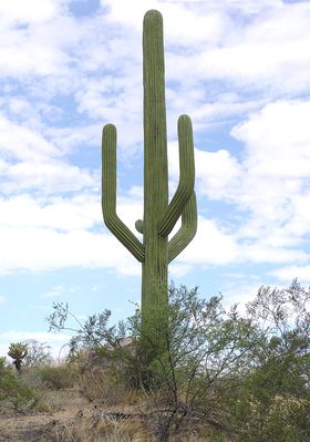 It's a WHAT?!
Yes, this is a cellular cactus.  Located in Fountain Hills, Arizona, this outstanding cactus site was constructed by Larson-USA (http://www.utilitycamo.com/).  Look at the other pictures of this, and other Larson designs in this gallery to see how good it gets.
Keywords: cactus fountain hills arizona larson-usa larson