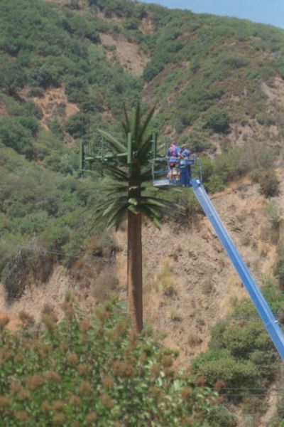 Pulling Cables Inside a Monopalm
Techs are installing cables inside this legacy monopalm.  Sepulveda Boulevard west of the I-405 in Los Angeles.
