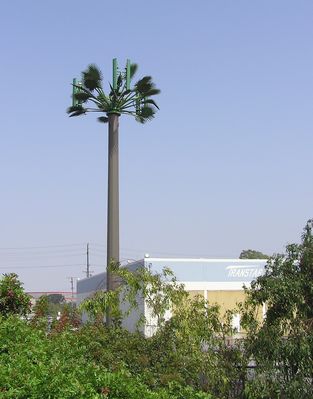 A Sad Little Cell Palm
It is a cell pine?  It is a monopole with a few palms attached?  It is an example of how to 'sell' the community on a cell pine without delivering?  You decide.  

No texture on the pole; no real attempt to provide adequate palm cover.

Spotted off the I405 near Inglewood Blvd. in the Southbay area of Los Angeles.
Keywords: cell palm monopole