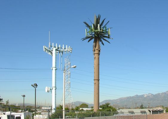 What a Strange Trunk!
Gosh, this cell palm has an odd-looking trunk, don't you agree?!  Not a very good design, but perhaps it's better than its neighbor.
Keywords: cell palm trunk