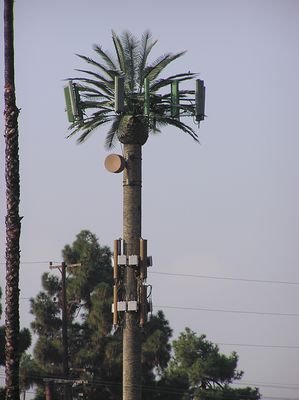 A Growth on a Monopalm
Spectrasite's monopalm has this very strange 6-panel growth on the tree trunk.  And isn't that a stange looking, er, microwavealbe 'date' below the palms?!  How sad.  Inglewood, California.  Cingular and Sprint are at this site.
Keywords: spectrasite sprint cingular monopalm inglewood microwave