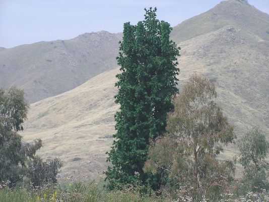 Monopine - Lake Elsinore, California
This monopine has some of the hallmarks of a good design, including very good branch coverage and the use of camouflage antenna panel covers.
Keywords: lake elsinore california monopine
