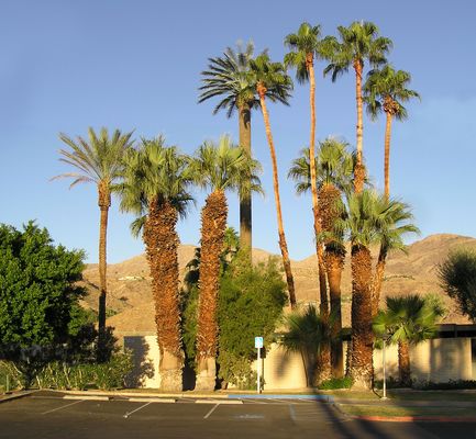 Very Active Monopalm
This monopalm is located at St. Margaret's Episcopal Church in Palm Desert, California.  Notice that the antenna arms are not visible because they are hidden in the growth pod.
Keywords: monopalm palm desert california st. margaret's episopal church