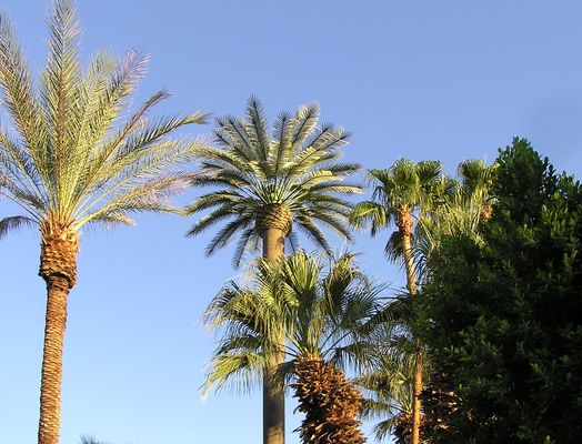 Certainly-a-Monopalm
Here's an overview of the very active monopalm surrounded by live palm and broadleaf trees.  St. Margaret's Episcopal Church in Palm Desert, California.

Thanks to Rienk Ayers of Chameleon Engineering for updating me regarding the site.   Chameleon's tag line  works:  "the Best is Hard to Find."
Keywords: monopalm palm desert california decomissioned st. margaret's episopal church