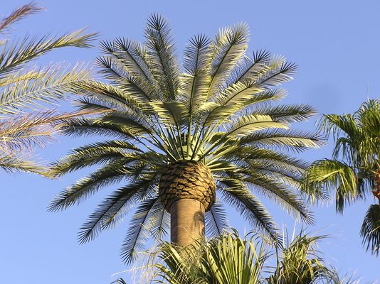 A Thoughtful Monopalm
The business end of this two-carrier monopalm at St. Margaret's Episcopal Church school in Palm Desert, California.  Notice that there are no antenna arms at top of the tree structure.  Cool.   

Thanks to Rienk Ayers of Chameleon Engineering for updating me regarding the site.   Chameleon's tag line  works:  "the Best is Hard to Find."
Keywords: monopalm palm desert california decomissioned st. margaret's episopal church