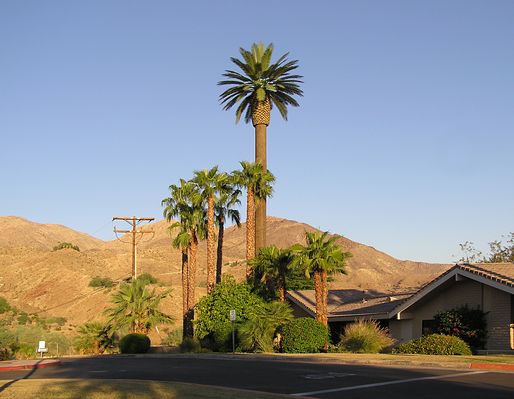 Monopalm with Hidden Antennas
A view looking to the west of Sprint's monopalm at St. Margaret's Episcopal Church in Palm Desert, by Chameleon Engineering.  The antennas are mounted inside the 'growth pod' below the palms. 
Keywords: monopalm palm desert california st. margaret's episopal church sprint chameleon engineering