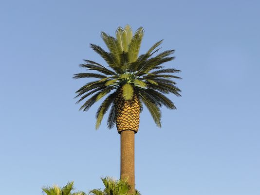 Monopalm with Hidden Antennas
A close-up of Sprint's monopalm at St. Margaret's Episcopal Church in Palm Desert, California.  The design by Chameleon Engineering hides the antennas inside the 'growth pod' below the palms.   
Keywords: monopalm palm desert california st. margaret's episopal church sprint chameleon engineering