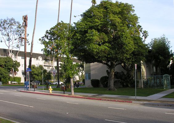 Two on a Stick
Here's a long view of this two-carrier site.  If you look in the sidewalk area to the right of the pole you'll see Cingular's flush-to-grade equipment vault, and just to the left of it, Cingular's two flush-to-grade vents.
Keywords: sprint cingular santa monica california wood utility light pole standard