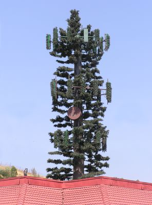Cell Pine
Here's a good merged image photo close-up of a cell pine (monopine) in Walnut, California.  Notice the large 'acorn' (microwave dish antenna) that's front and center on the trunk.  In most case in metro areas, the purpose of having a microwave dish is (1) to provide back-haul from the cell site to the mobile telephone switching office (MTSO), and (2) to save the cost of leasing data lines from the local phone company.  The first purpose is required; the second should not be considered a valid justification in most metro cases.

Also notice that most--but not all--of the panel antennas have slip-on camouflage covers.  This photo highlights the significant difference in appearance between covered and merely painted panels.  

The bark cladding stops at about the level of the microwave dish.  It should have gone all the way to the top as you can see the flat, more reflective metal surface above the cladding.
Keywords: cell pine microwave monopine bark cladding walnut ca