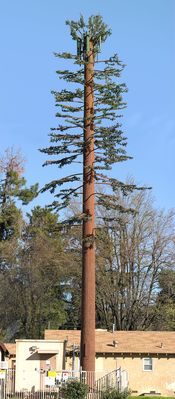 Another Sad Little Cell Pine
This cell pine, owned by American Tower, is a fairly poor design as far as camo goes.  Like other poor designs for cell pines, this design contains too few branches, and the 'crown' of vertical branches is a dead-giveaway.
