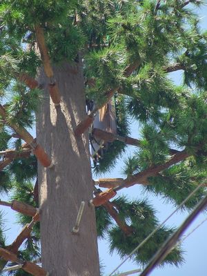 Cell Pine under construction - Close up
Here's a close-up of the branch attachment pegs for this cell pine.  Notice how well the cables, seen at the very top of the photograph, are hidden by the branches.  Also, notice the faux pine needle cover on the antenna to the right of the trunk.  A good job by American Tower.
Keywords: cell pine under construction