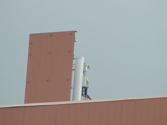 Close-up of antenna disguise fascia
Here is a close-up photo of the false wall or fascia hiding these antennas.   A better design would have completely hidden the antennas.
Keywords: hidden antennas fascia